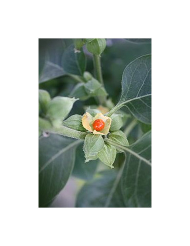 Planet Ayurveda Ashwaganda juure ekstrakt 60tk. 2