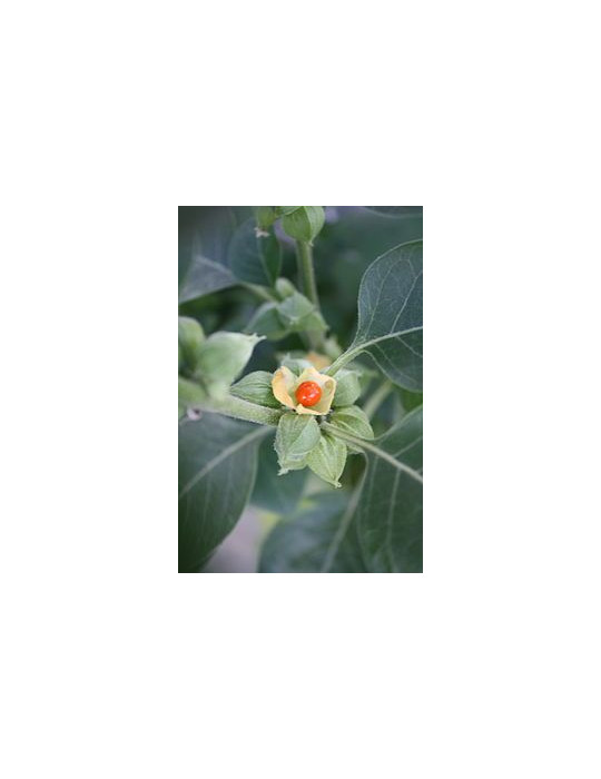 Planet Ayurveda Ashwaganda juure ekstrakt 60tk.