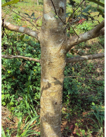 Planet Ayurveda Arjuna extract  60 capsules 2