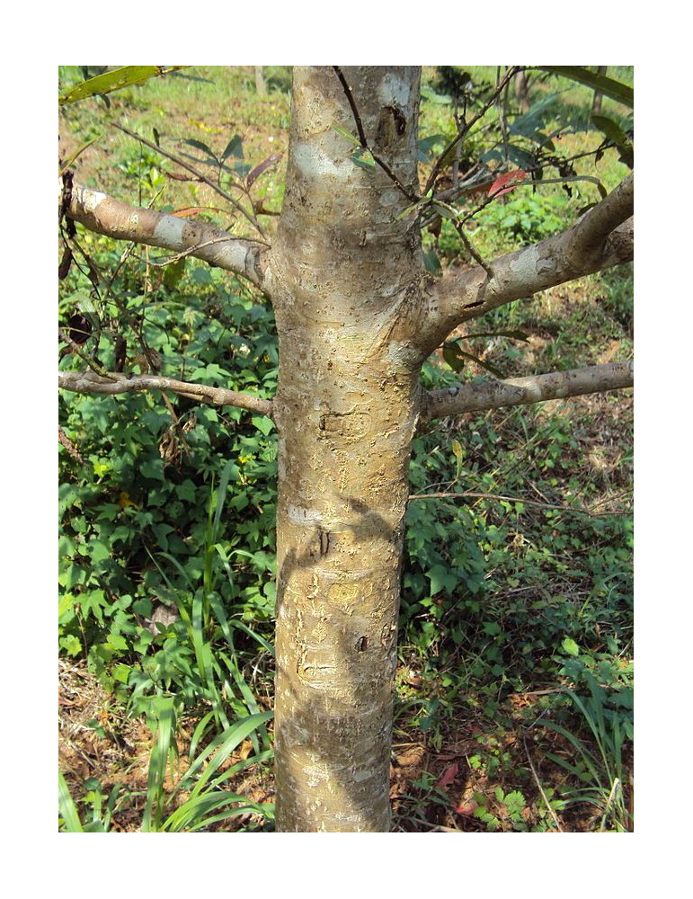 Planet Ayurveda Arjuna - südamele 60tk.