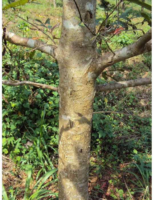 Planet Ayurveda Arjuna - südamele 60tk.