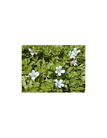 Planet Ayurveda Brahmi capsules 60p. 2