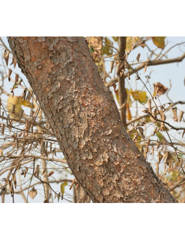 Planet Ayurveda Boswellia - Curcumin ekstrakt 60tk.  Toidulisand 2