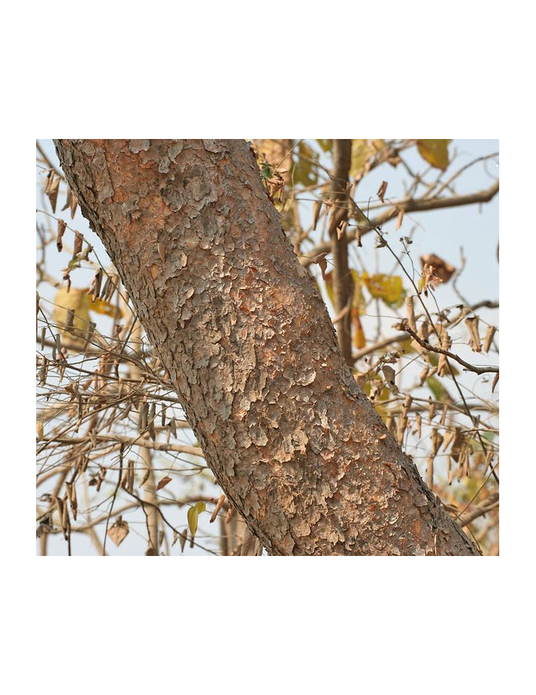 Planet Ayurveda Boswellia - Curcumin ekstrakt 60tk.  Toidulisand