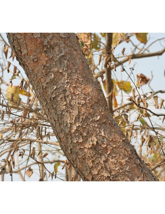 Planet Ayurveda Boswellia - Curcumin ekstrakt 60tk.  Toidulisand