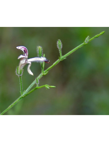 Planet Ayurveda Echinacea 60tk. 2