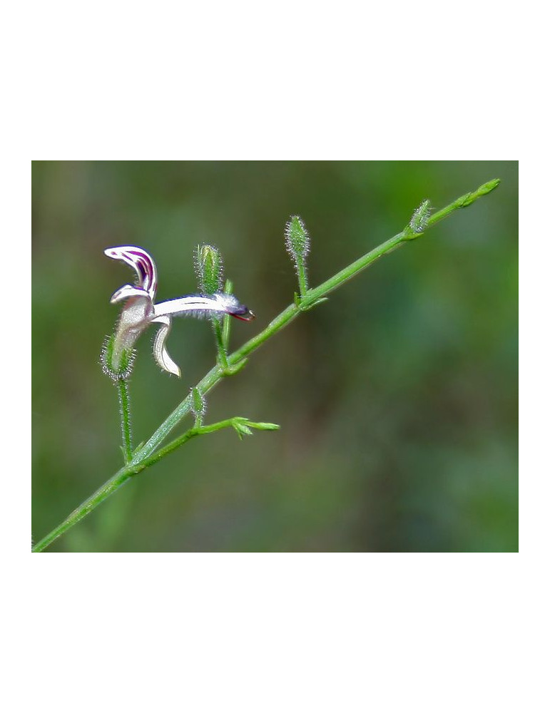 Planet Ayurveda Echinacea 60tk.