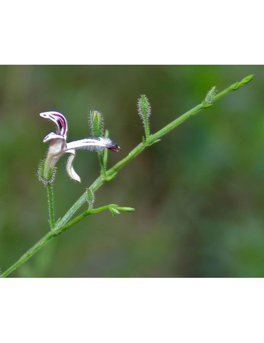 Planet Ayurveda Echinacea 60tk.