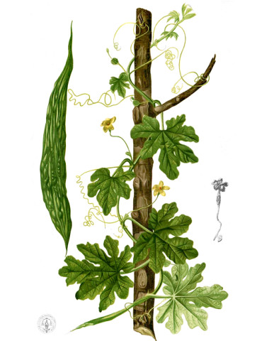 Planet Ayurveda Karela ekstrakt(mõru melon)- II tüüpi diabeedi, psoriaasi, südame ja maksa puhul  60tk. 2