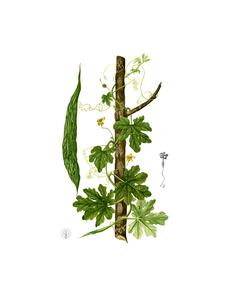 Planet Ayurveda Karela (Bitter melon) 60 Capsules