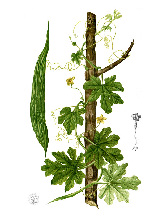 Planet Ayurveda Karela (Bitter melon) 60 Capsules