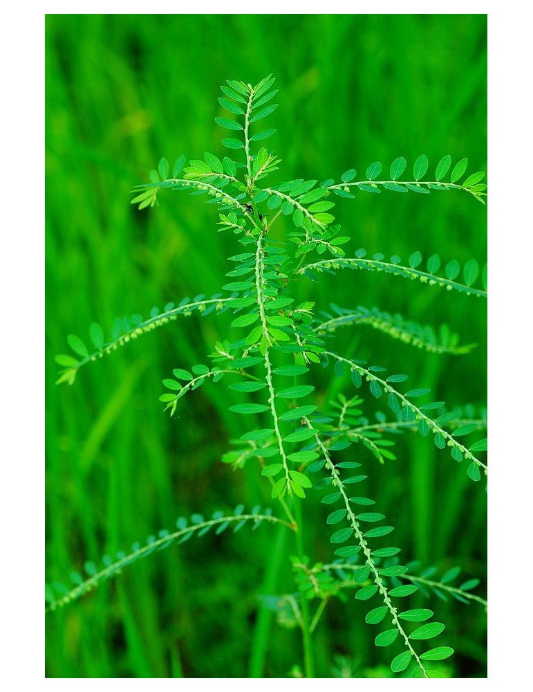 Planet Ayurveda Phyllanthus Niruri- maks, neeru- ja sapikivid, hepatiit 60tk.