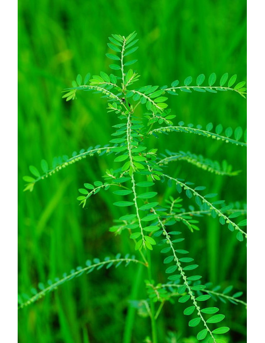 Planet Ayurveda Phyllanthus Niruri- maks, neeru- ja sapikivid, hepatiit 60tk.