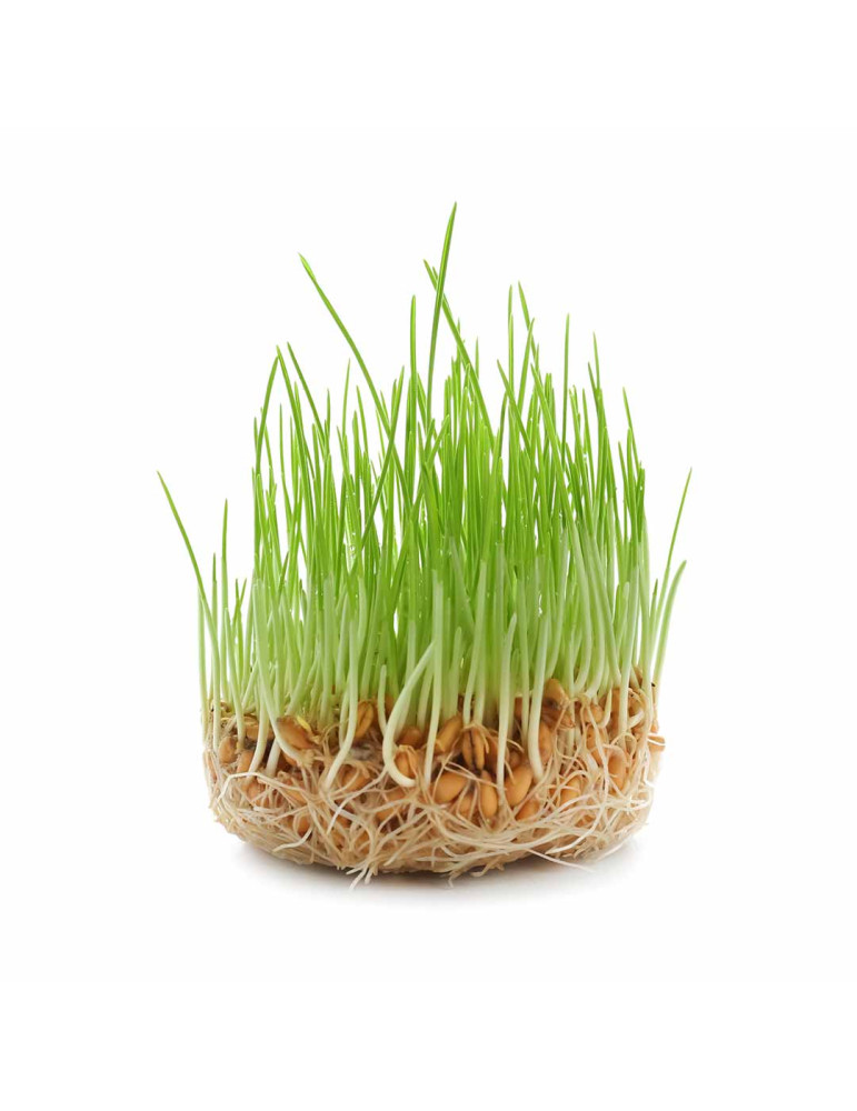 Organic wheatgrass powder - immunity booster 100g