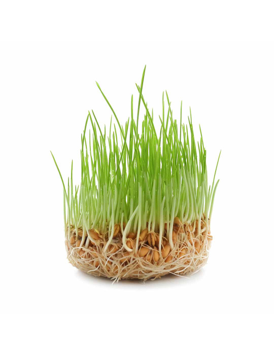 Organic wheatgrass powder - immunity booster 100g