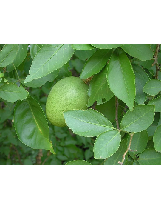 Planet Ayurveda Aegle Plan Bilwa 60 capsules  Best before 05/2025