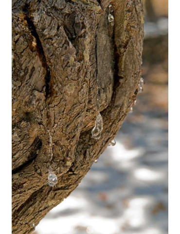 Pure Mastic, medium crystals, 10 g 2