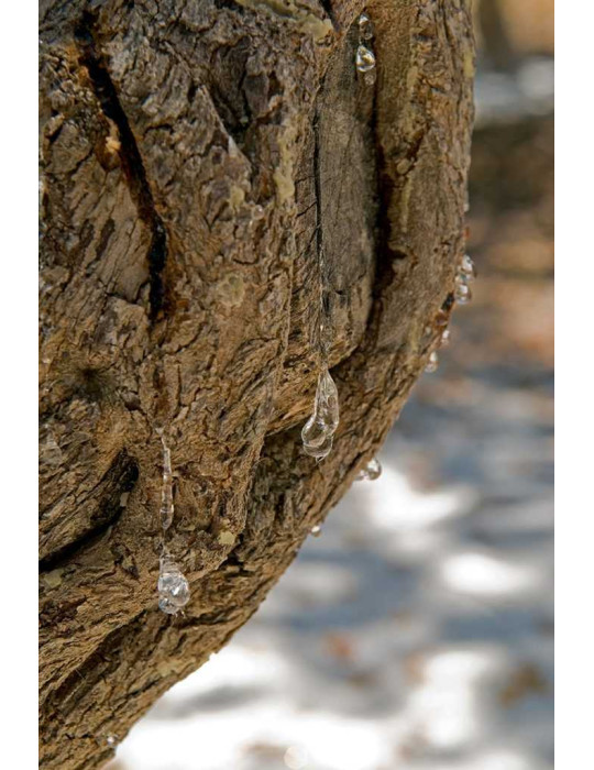 Pure Mastic, medium crystals, 10 g