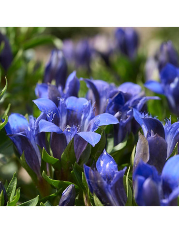 Weleda Vananemisvastane silma- ja huuleümbruse kreem Blue Gentian & Edelweiss 10ml 2