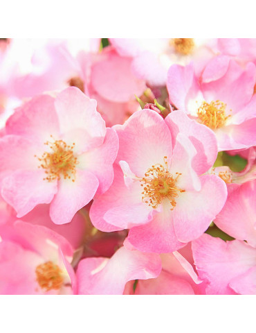 Weleda Roosi ja Valge teega silendav öökreem 40ml 2