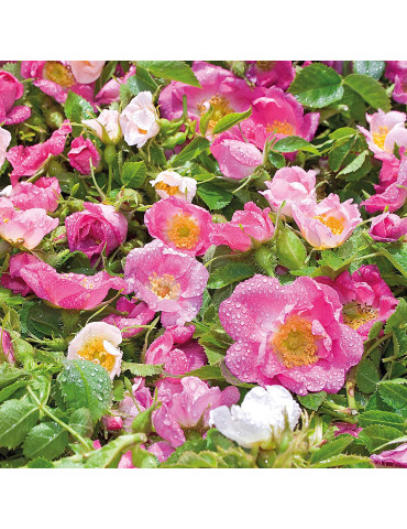 Weleda Roosi ja Valge teega silendav silmaümbruskreem 12ml 2