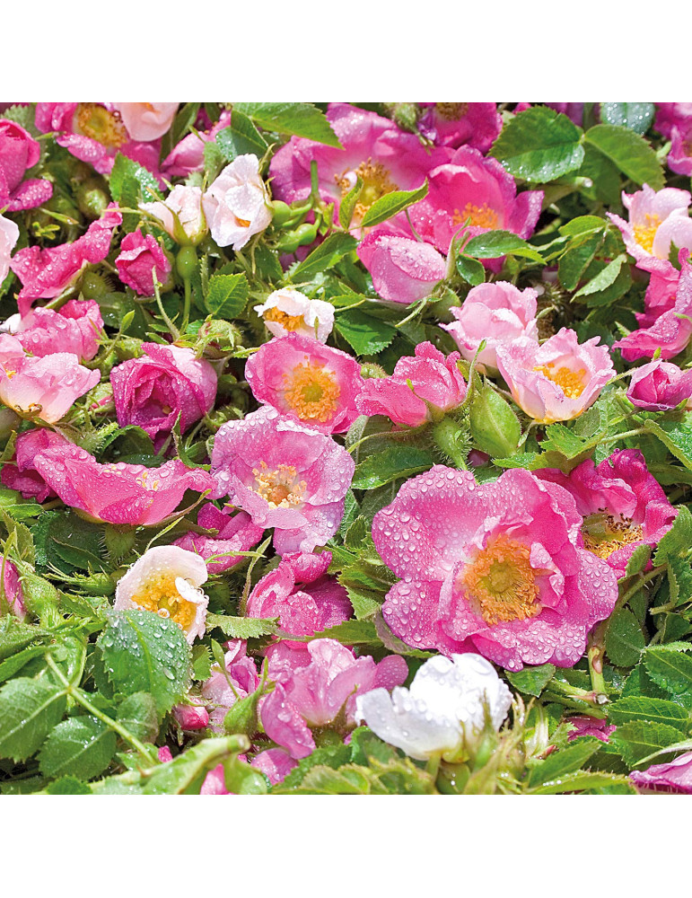 Weleda Roosi ja Valge teega silendav silmaümbruskreem 12ml