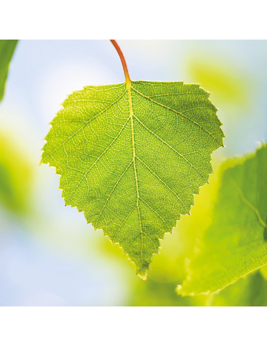 Weleda Kaselehe-ekstrakti jook, organismi puhastav 250ml