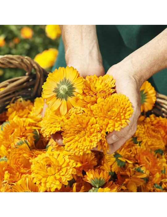 Weleda Saialille hea une vannipiim 200ml