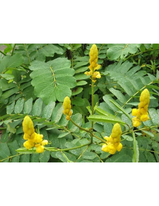 Radico orgaaniline cassialehepulber (värvitu henna) 100g