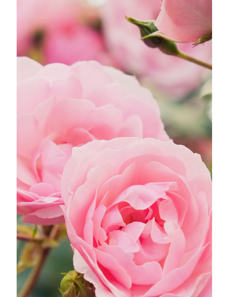 Khadi Rose Love skin and soul body oil 100ml
