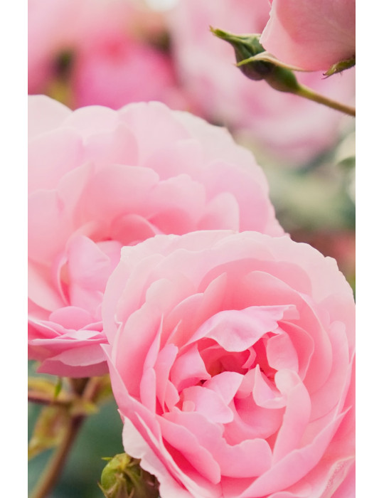 Khadi Rose Love skin and soul body oil 100ml