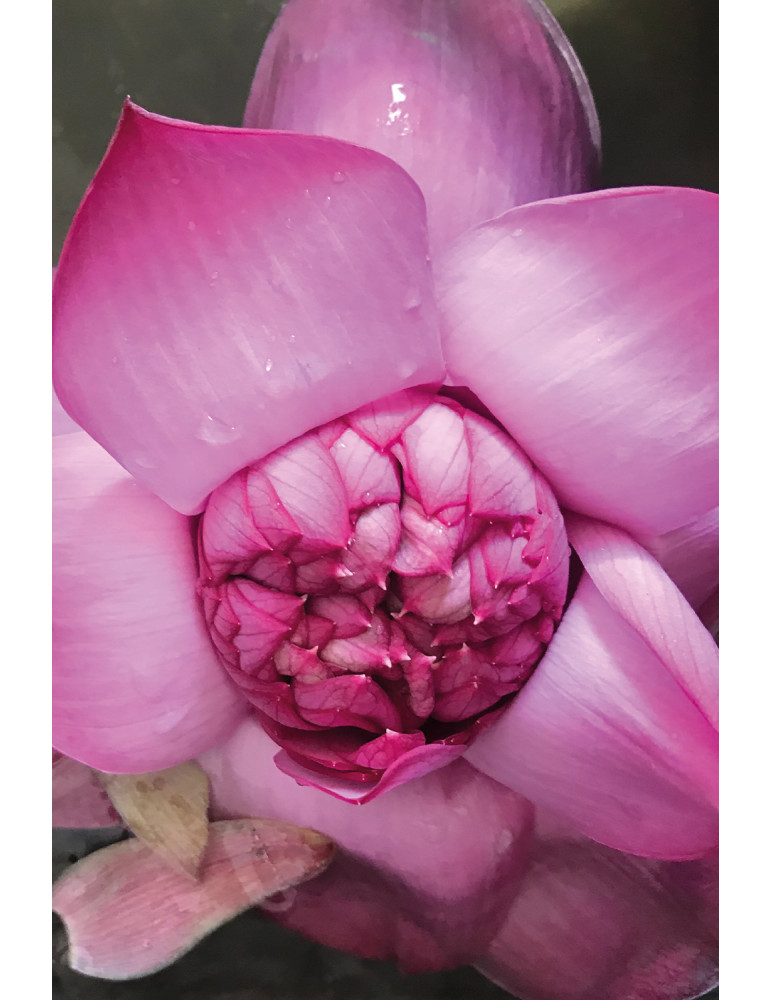 Khadi Pink Lotus Beauty skin and soul body oil 100ml