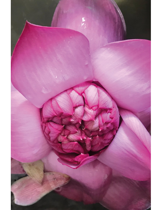 Khadi Pink Lotus Beauty skin and soul body oil 100ml